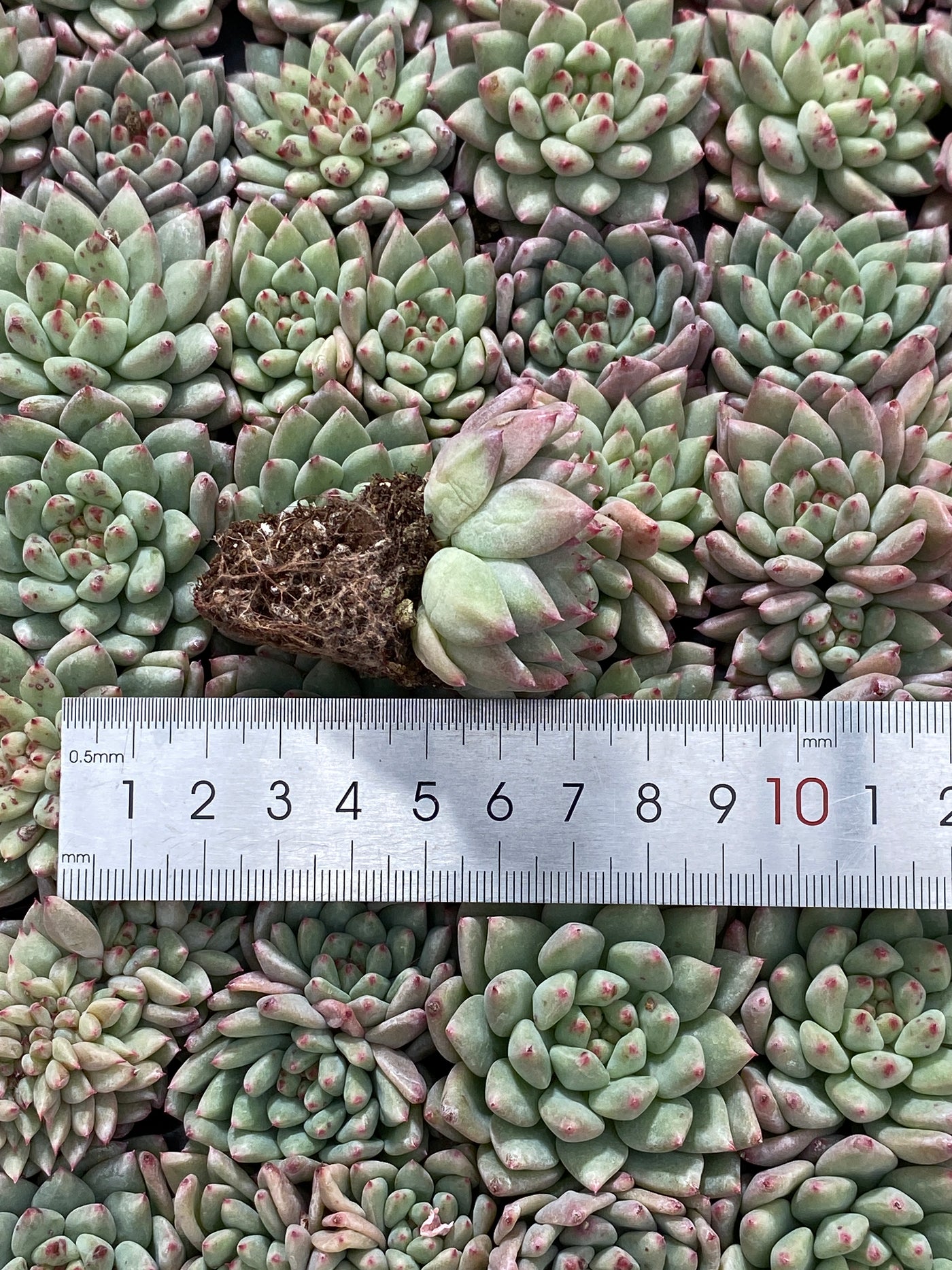 多肉植物 ルージュボタン 105株セット 品番AB0053