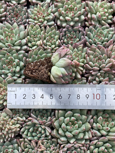多肉植物 ルージュボタン 105株セット 品番AB0053