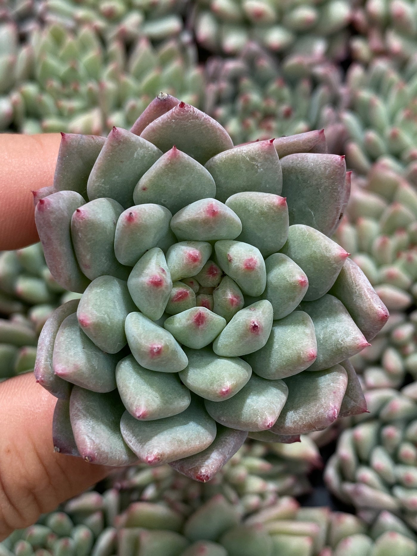 多肉植物 ルージュボタン 105株セット 品番AB0053