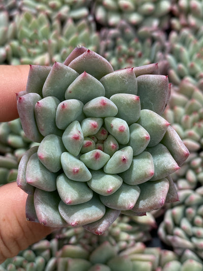 多肉植物 ルージュボタン 105株セット 品番AB0053