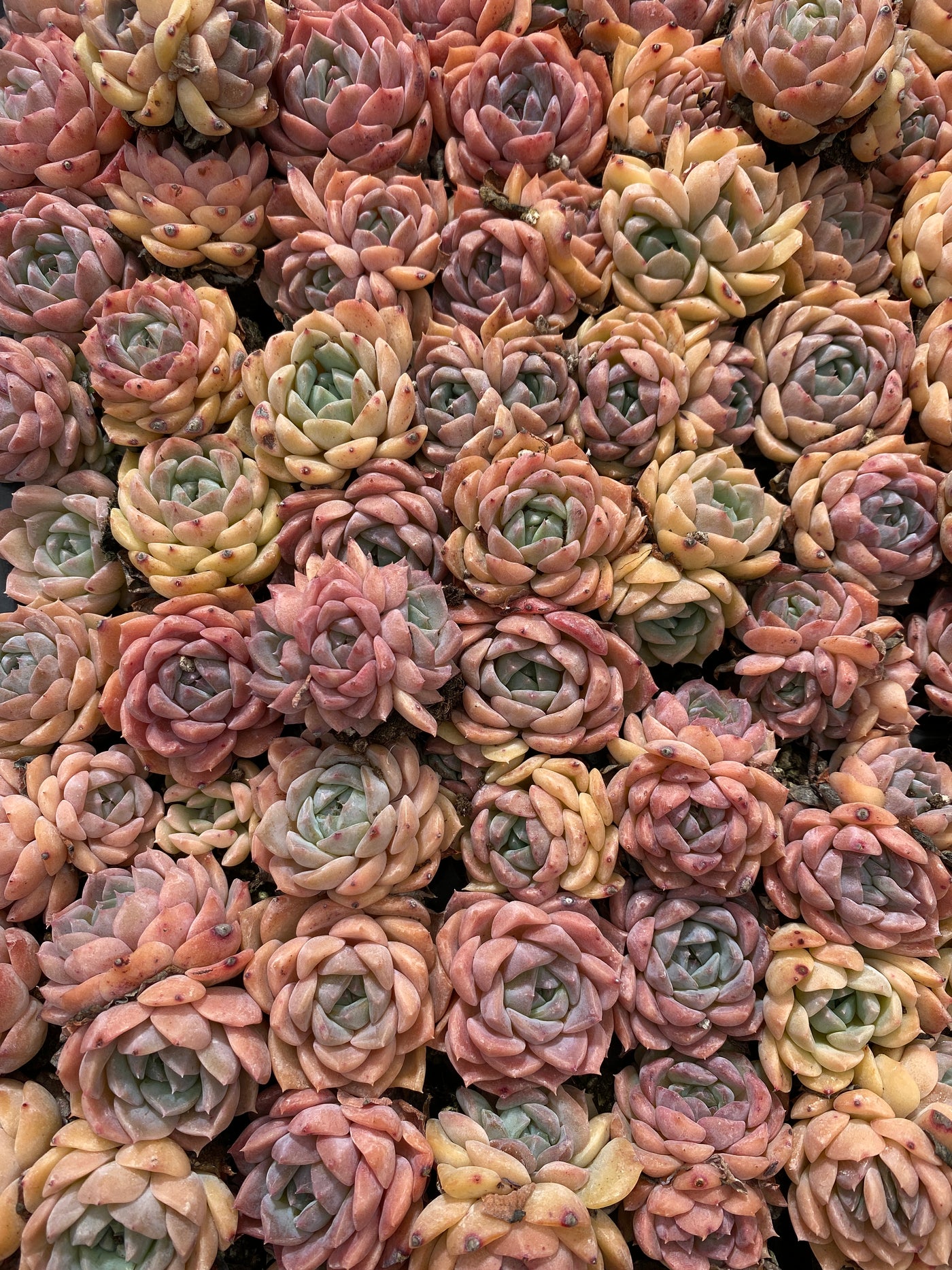 多肉植物 アイスドール 105株セット 品番AB0155