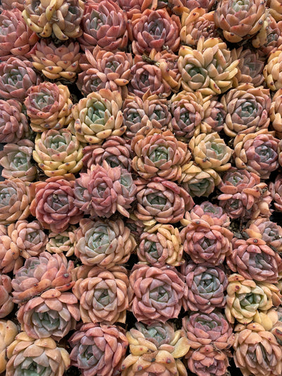 多肉植物 アイスドール 105株セット 品番AB0155