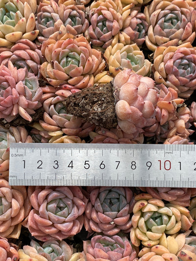 多肉植物 アイスドール 105株セット 品番AB0155