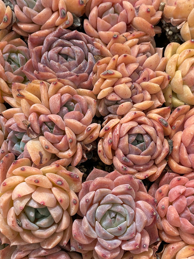 多肉植物 アイスドール 105株セット 品番AB0155
