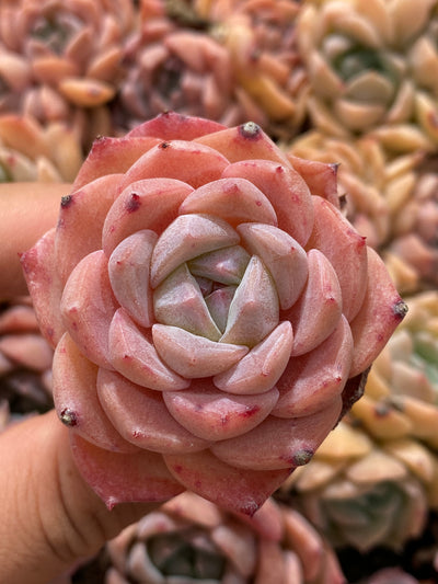 多肉植物 アイスドール 105株セット 品番AB0155
