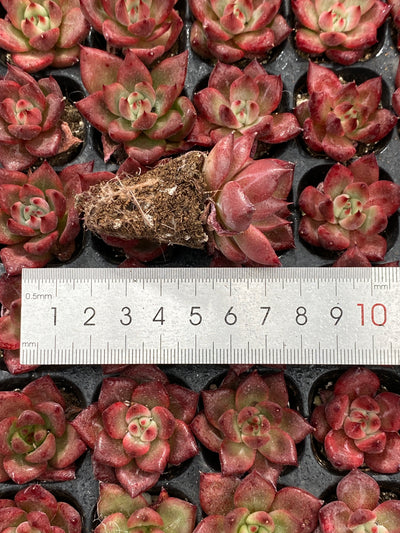 多肉植物 コウガンミツゴ 105株セット 品番AB0203