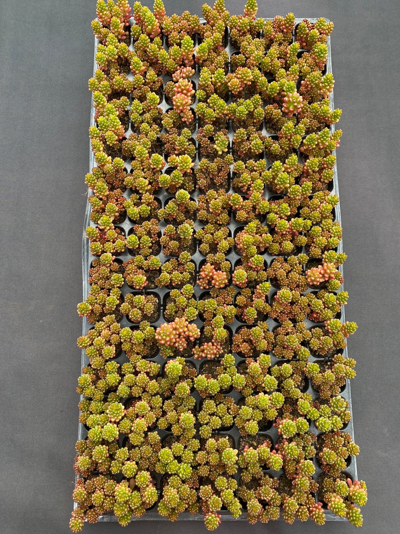 多肉植物 ベリー 105株セット 品番AB0191