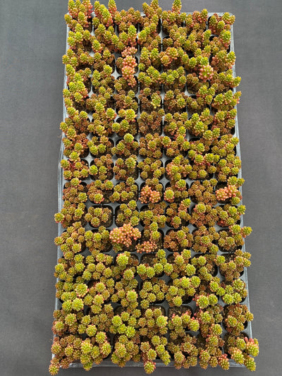 多肉植物 ベリー 105株セット 品番AB0191