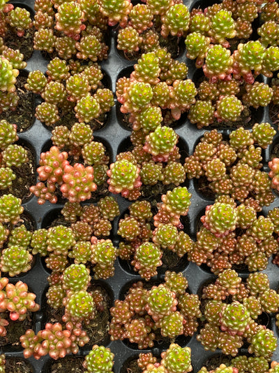 多肉植物 ベリー 105株セット 品番AB0191