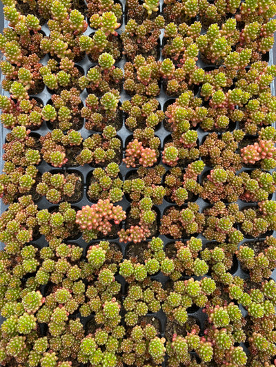 多肉植物 ベリー 105株セット 品番AB0191
