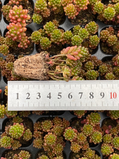 多肉植物 ベリー 105株セット 品番AB0191