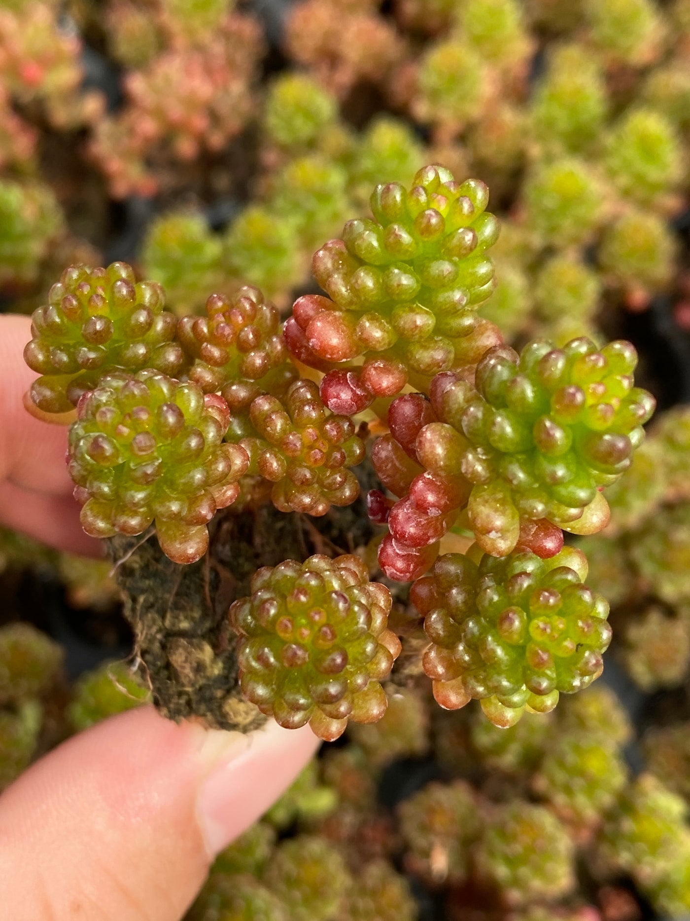 多肉植物 ベリー 105株セット 品番AB0191