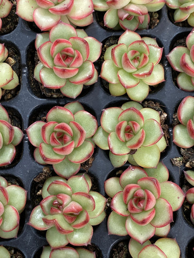 多肉植物 TM 105株セット 品番AB0131
