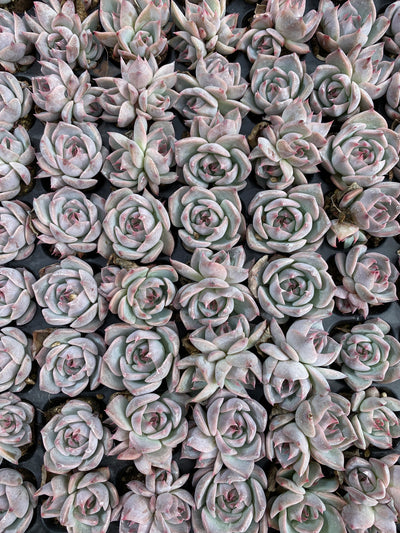 多肉植物 ピカチュウ 105株セット 品番AB0154