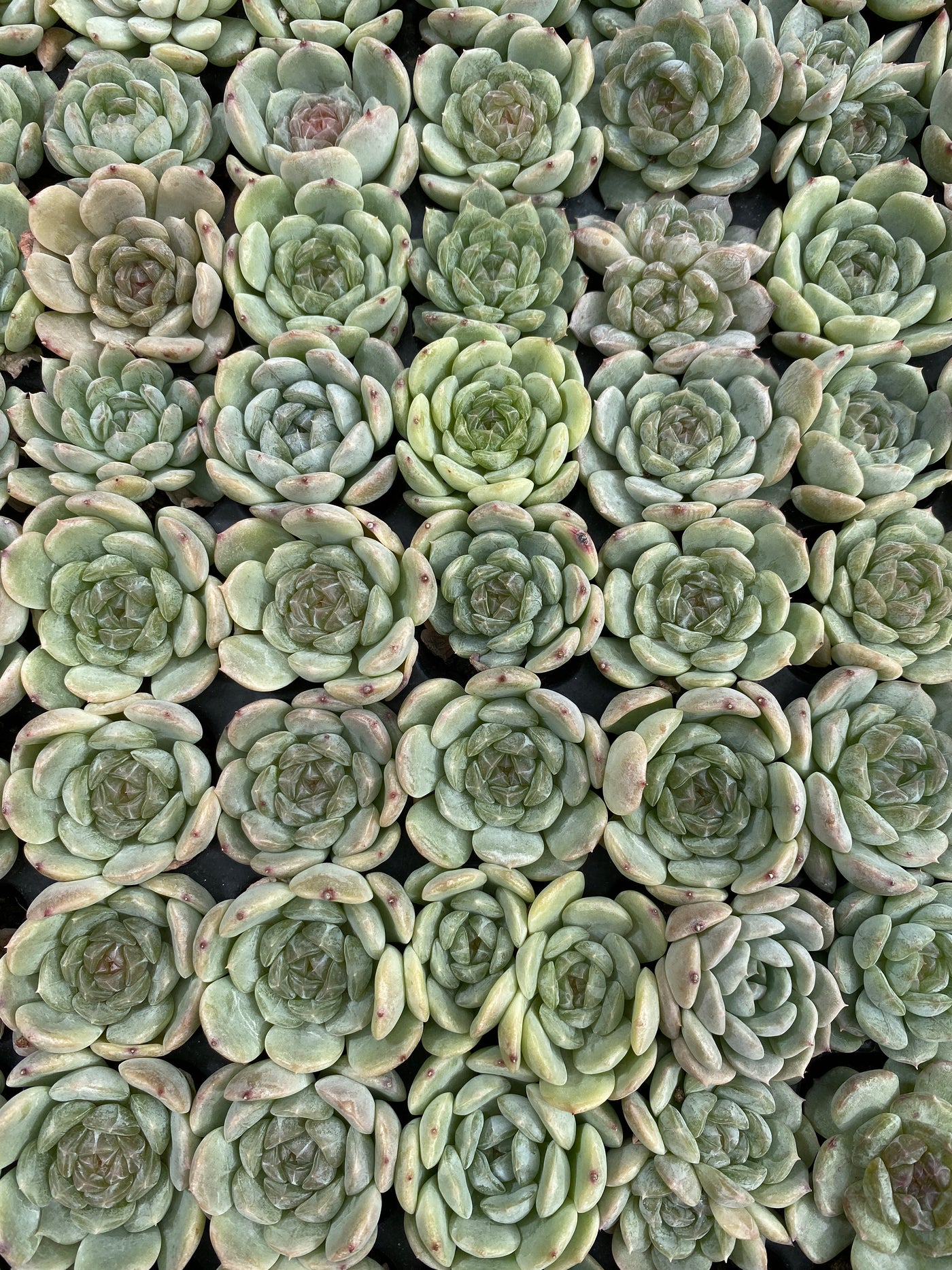 多肉植物 ホワイトラバー 105株セット 品番AB0182