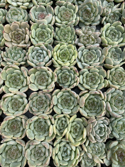 多肉植物 ホワイトラバー 105株セット 品番AB0182