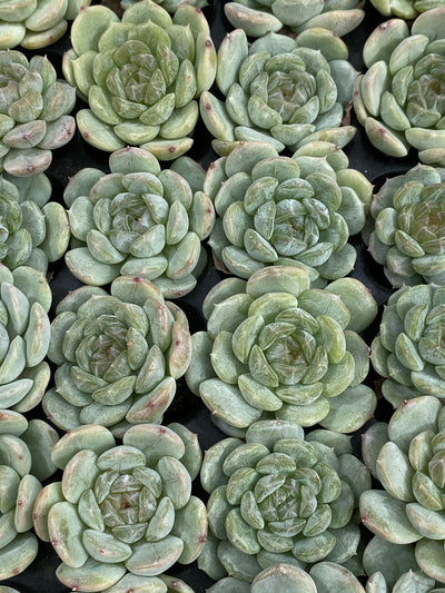 多肉植物 ホワイトラバー 105株セット 品番AB0182