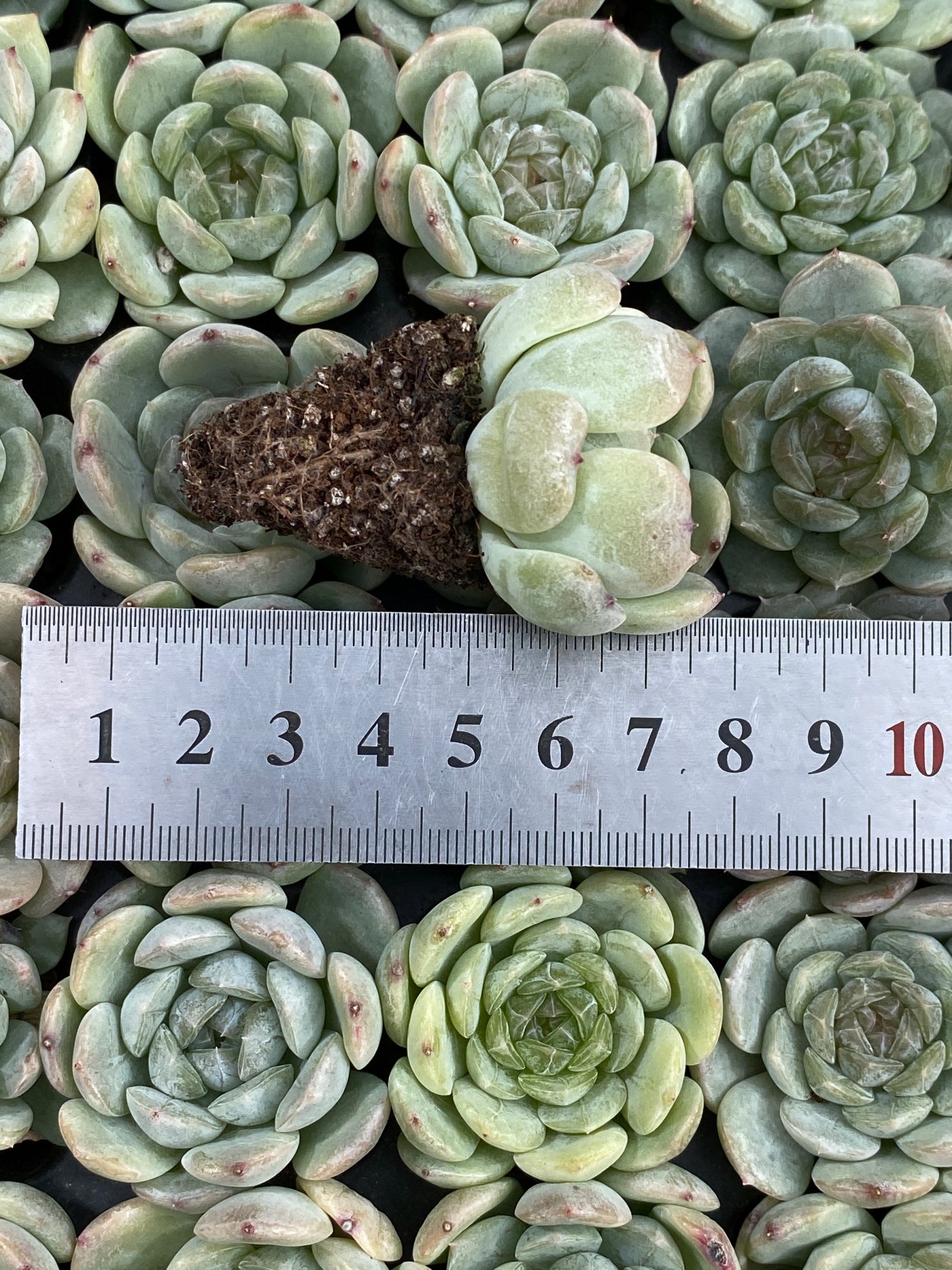 多肉植物 ホワイトラバー 105株セット 品番AB0182