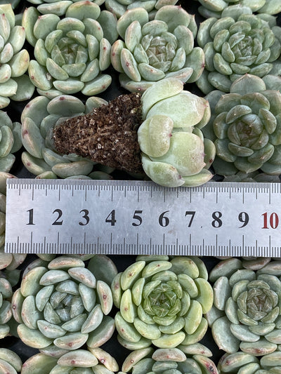 多肉植物 ホワイトラバー 105株セット 品番AB0182