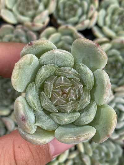多肉植物 ホワイトラバー 105株セット 品番AB0182