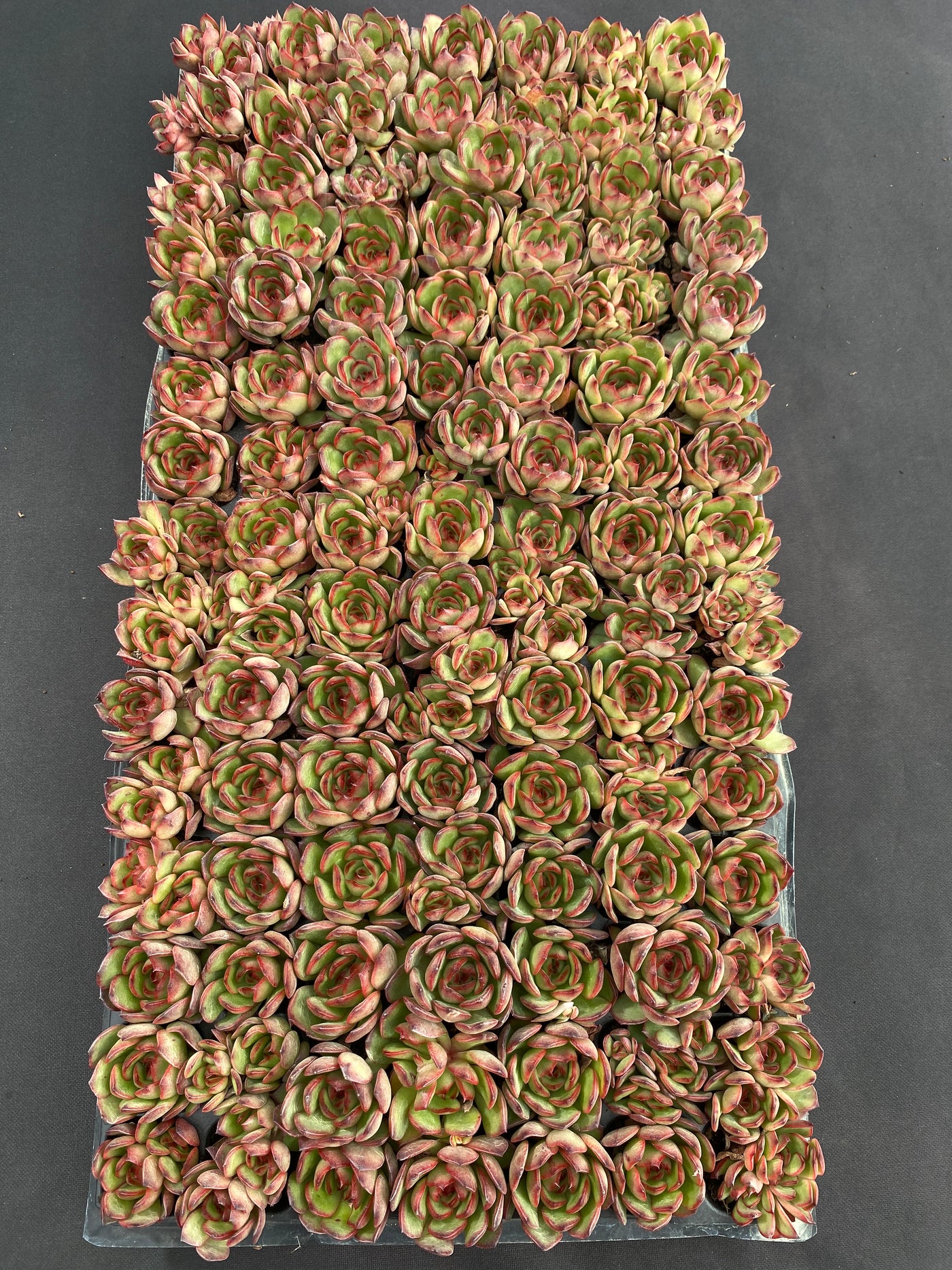 多肉植物 ポリアンナ 105株セット 品番AB0206