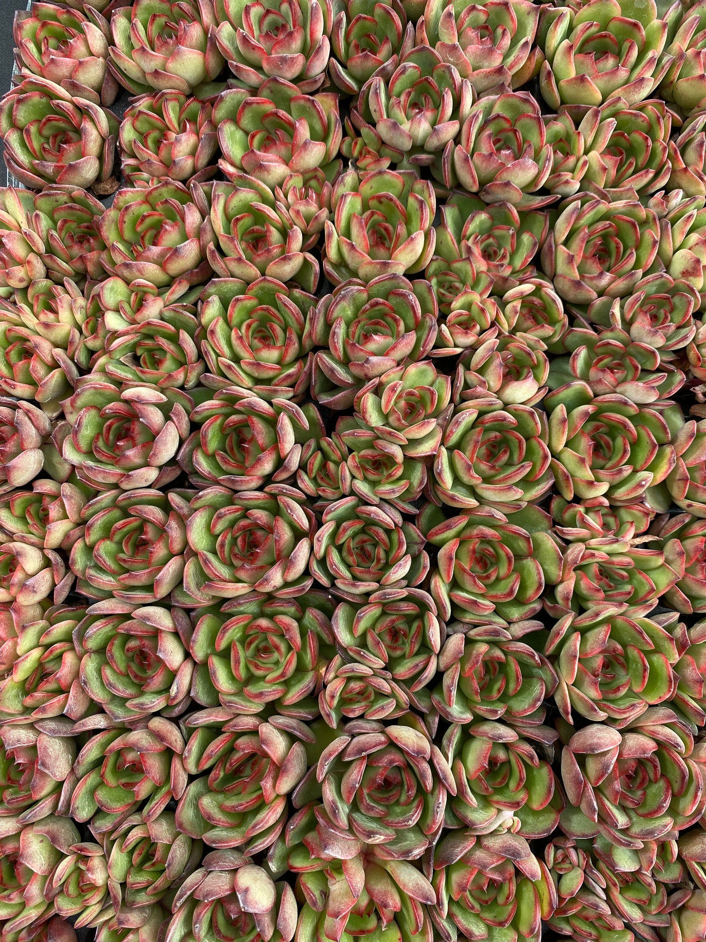 多肉植物 ポリアンナ 105株セット 品番AB0206