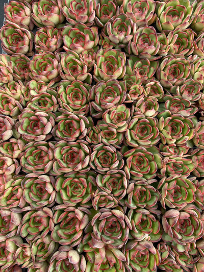 多肉植物 ポリアンナ 105株セット 品番AB0206