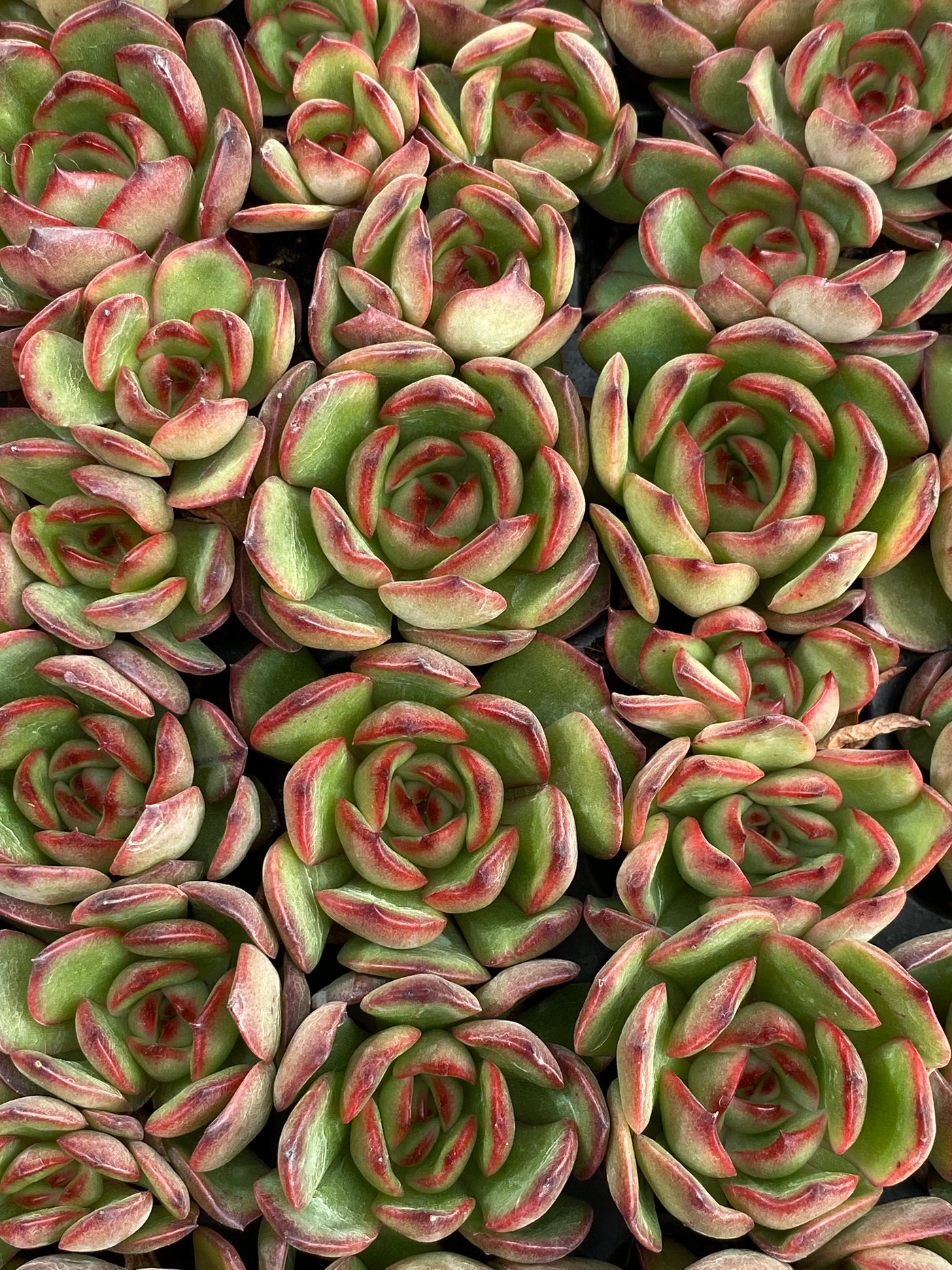 多肉植物 ポリアンナ 105株セット 品番AB0206