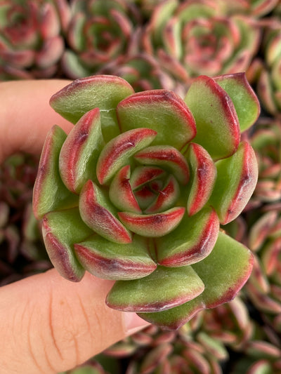 多肉植物 ポリアンナ 105株セット 品番AB0206