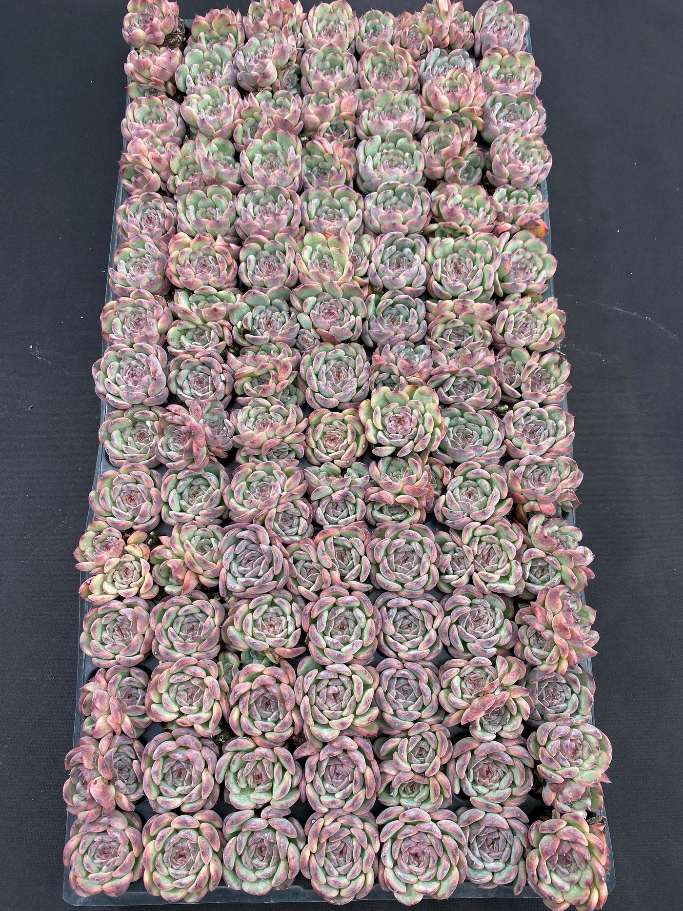 多肉植物 マルセル 105株セット 品番AB0188
