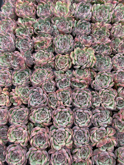 多肉植物 マルセル 105株セット 品番AB0188