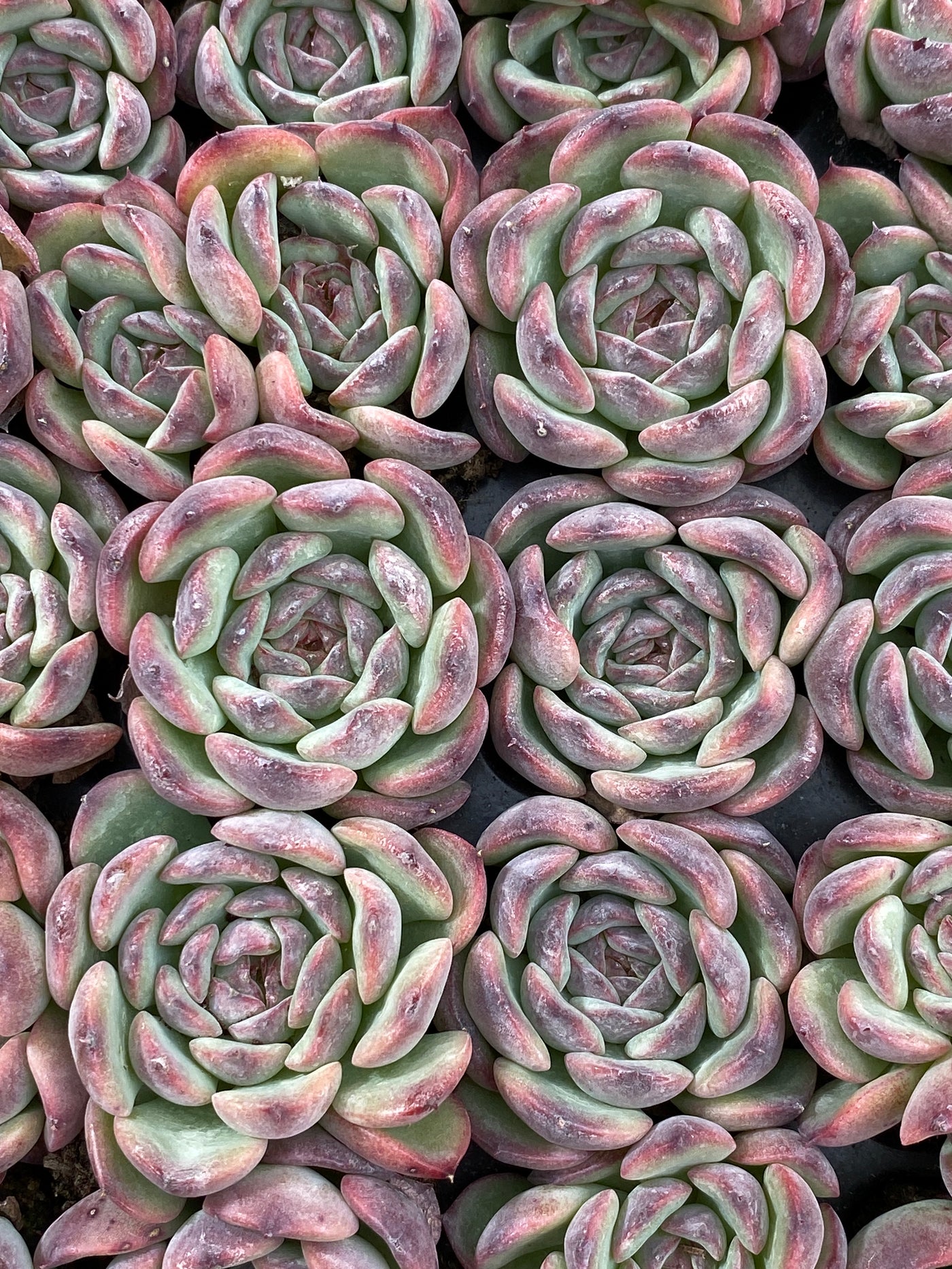 多肉植物 マルセル 105株セット 品番AB0188