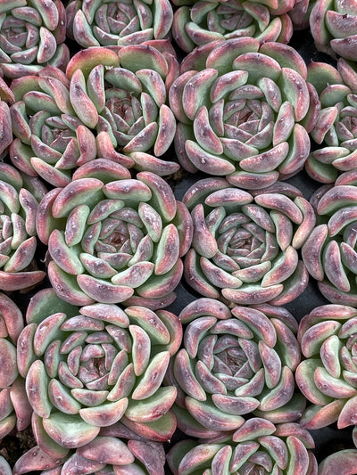 多肉植物 マルセル 105株セット 品番AB0188
