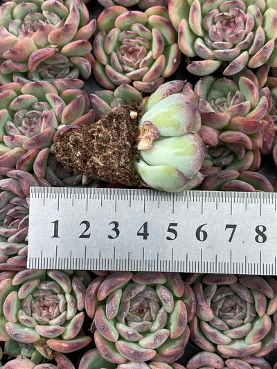 多肉植物 マルセル 105株セット 品番AB0188