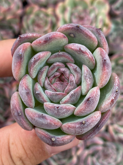 多肉植物 マルセル 105株セット 品番AB0188