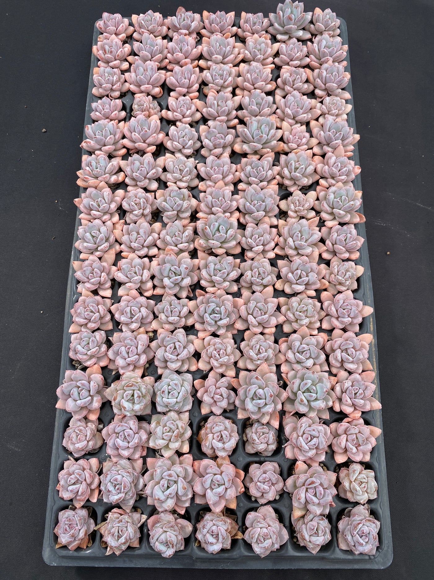 多肉植物 ホシボシユキ 105株セット 品番AB0107