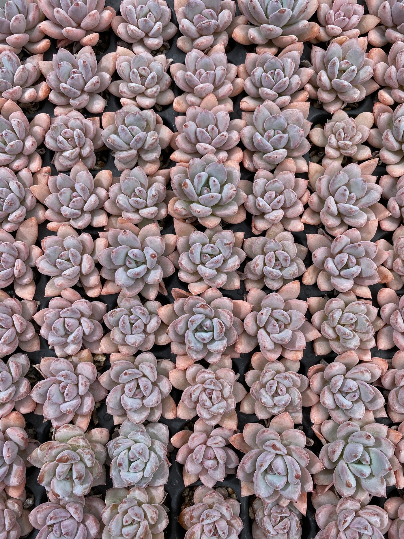 多肉植物 ホシボシユキ 105株セット 品番AB0107