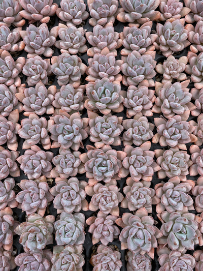 多肉植物 ホシボシユキ 105株セット 品番AB0107
