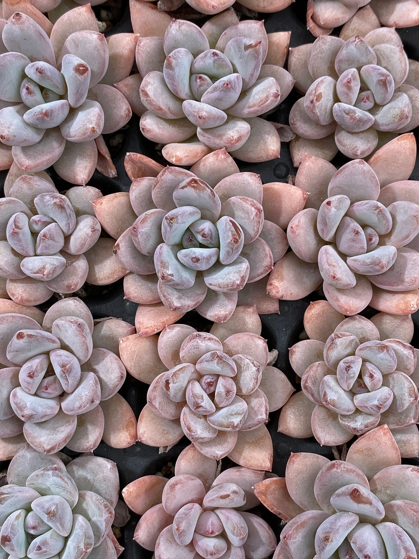 多肉植物 ホシボシユキ 105株セット 品番AB0107