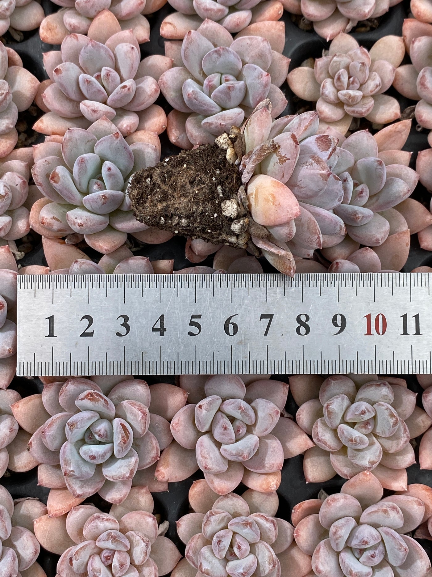 多肉植物 ホシボシユキ 105株セット 品番AB0107