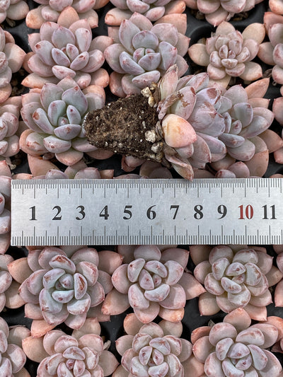 多肉植物 ホシボシユキ 105株セット 品番AB0107
