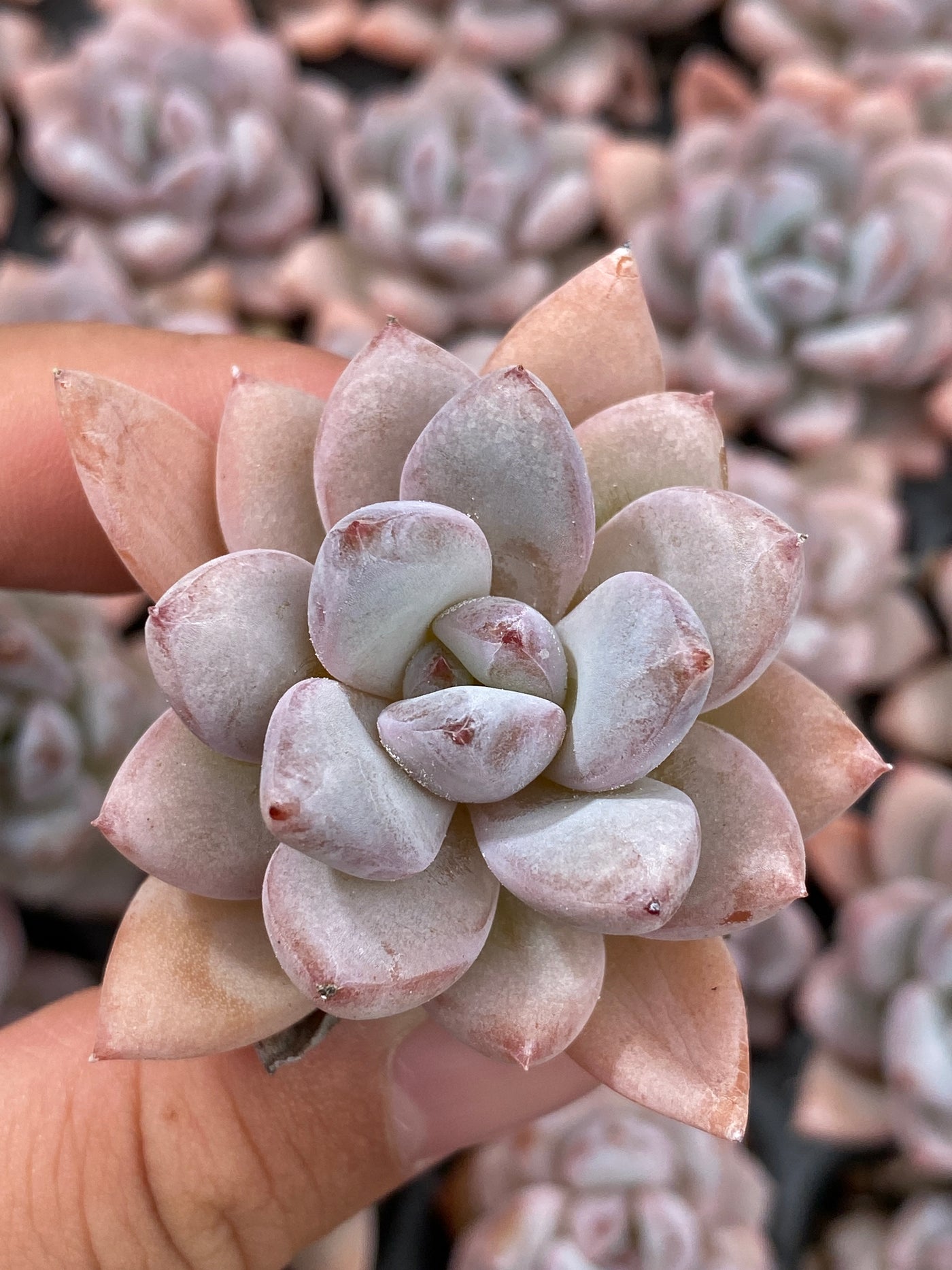 多肉植物 ホシボシユキ 105株セット 品番AB0107