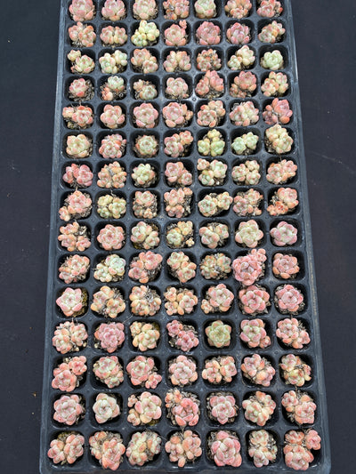 多肉植物 アツム 105株セット 品番AB0118