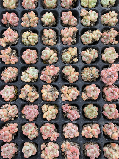 多肉植物 アツム 105株セット 品番AB0118