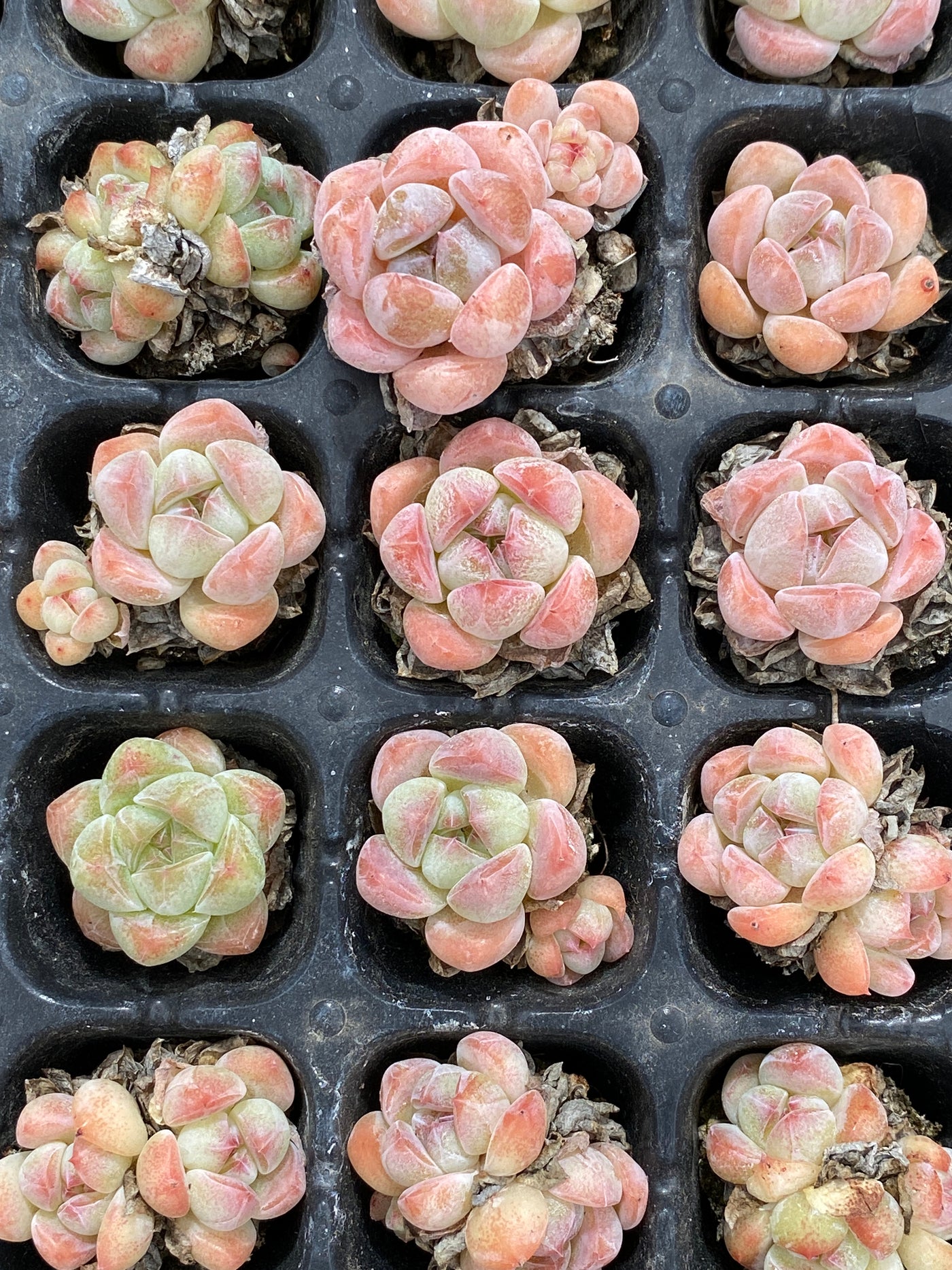 多肉植物 アツム 105株セット 品番AB0118