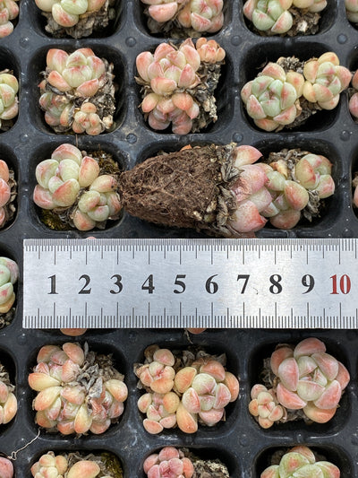 多肉植物 アツム 105株セット 品番AB0118