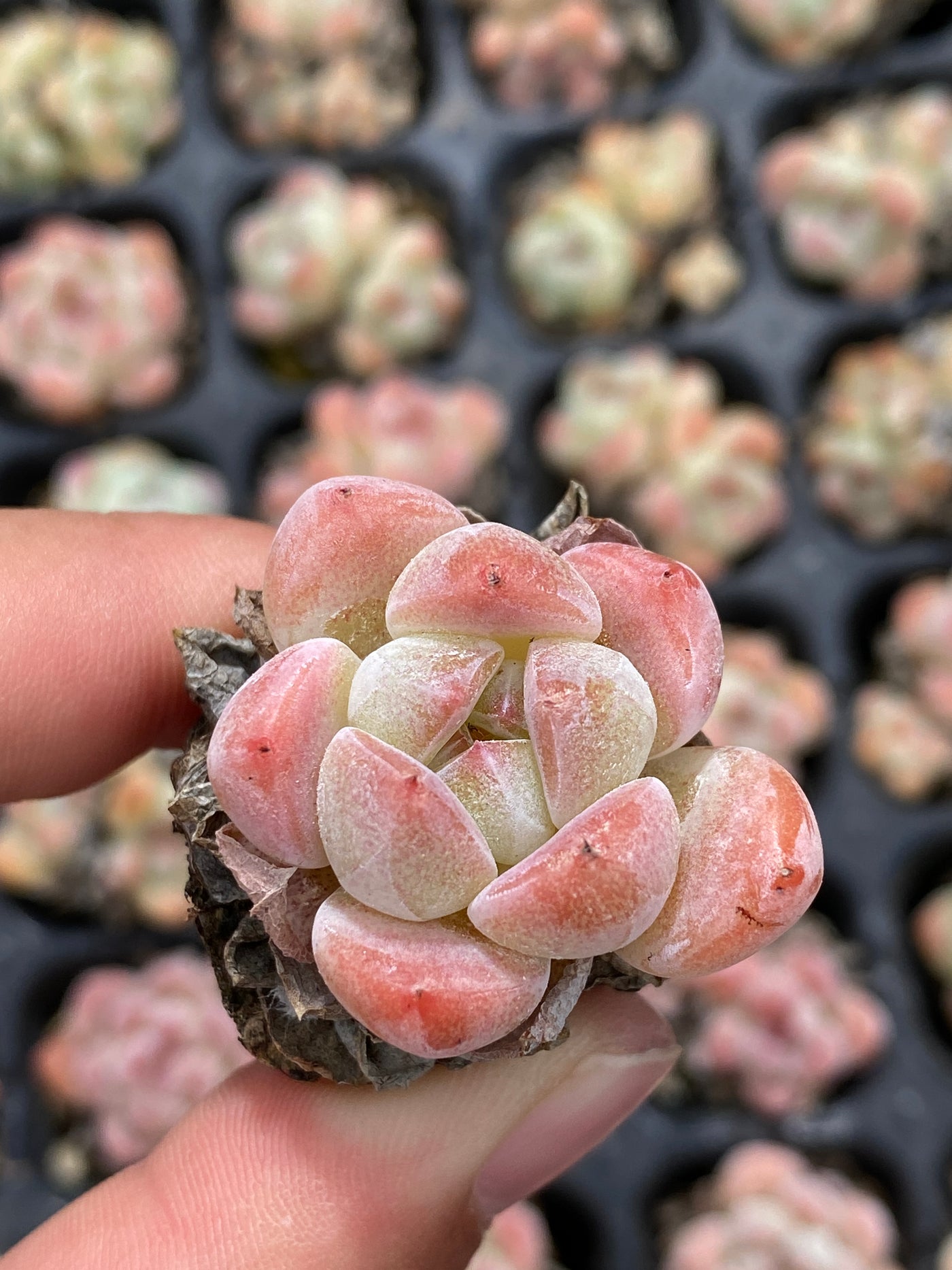 多肉植物 アツム 105株セット 品番AB0118