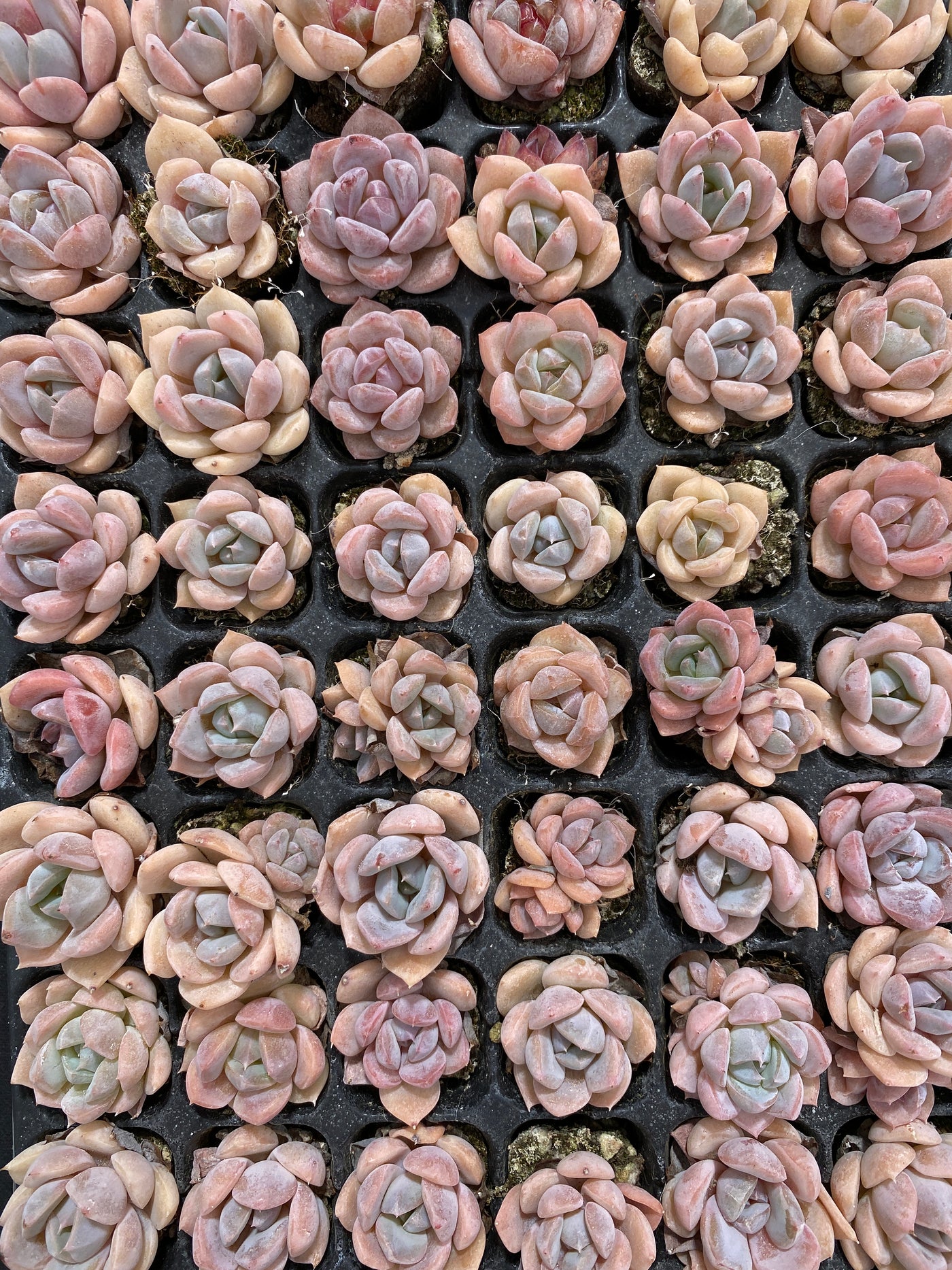 多肉植物 セキリュウシセイエイ 128株セット 品番AB0126