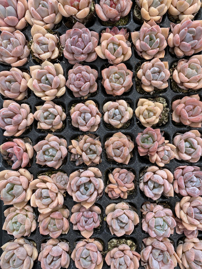 多肉植物 セキリュウシセイエイ 128株セット 品番AB0126
