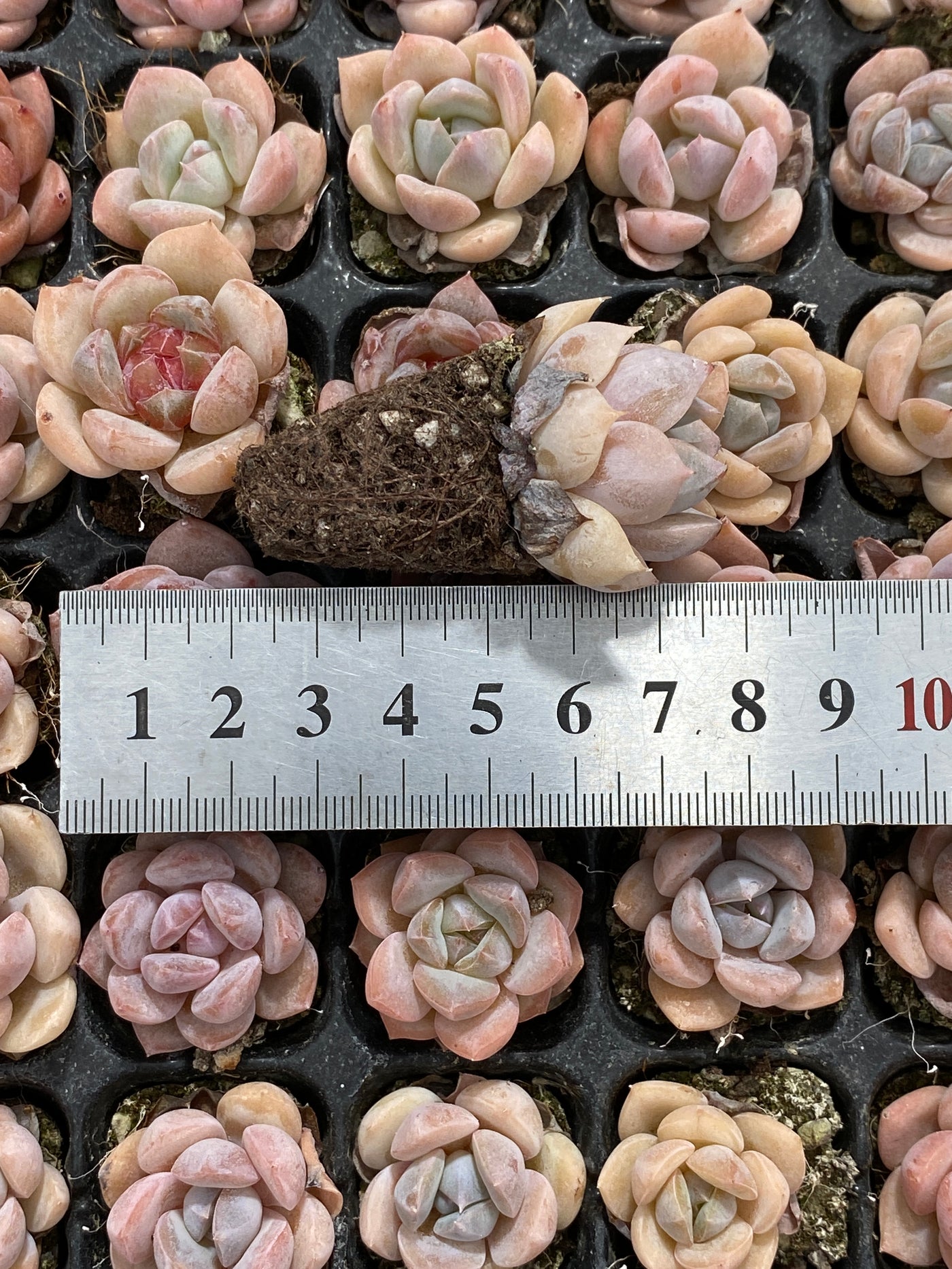 多肉植物 セキリュウシセイエイ 128株セット 品番AB0126